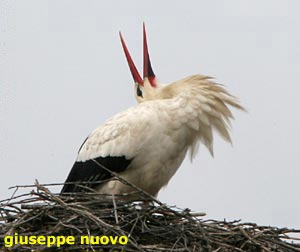 uccelli di Spagna